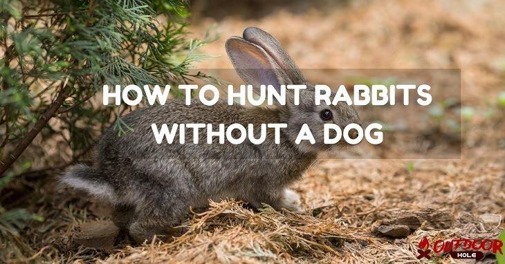 How to hunt rabbits
